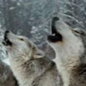 Meet your Posher, Bootchop88